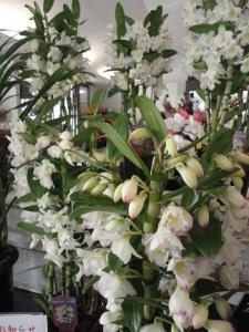 鉢・苗入荷しました。｜「ａｉ　ｆｌｏｗｅｒ」　（鹿児島県薩摩川内市の花キューピット加盟店 花屋）のブログ