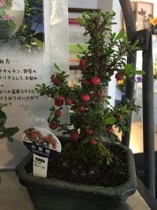 ９月も終わりに(*_*)｜「ａｉ　ｆｌｏｗｅｒ」　（鹿児島県薩摩川内市の花キューピット加盟店 花屋）のブログ