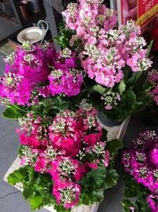 鉢入荷しました。｜「ａｉ　ｆｌｏｗｅｒ」　（鹿児島県薩摩川内市の花キューピット加盟店 花屋）のブログ