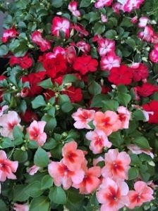 6月に入りました（＾－＾）｜「ａｉ　ｆｌｏｗｅｒ」　（鹿児島県薩摩川内市の花キューピット加盟店 花屋）のブログ