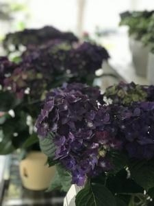 4月になりました（＾ｖ＾）｜「ａｉ　ｆｌｏｗｅｒ」　（鹿児島県薩摩川内市の花キューピット加盟店 花屋）のブログ