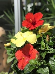 ８月と蝉の声｜「ａｉ　ｆｌｏｗｅｒ」　（鹿児島県薩摩川内市の花キューピット加盟店 花屋）のブログ