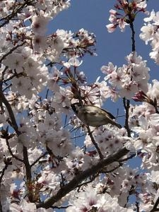 桜とスズメ｜「ａｉ　ｆｌｏｗｅｒ」　（鹿児島県薩摩川内市の花キューピット加盟店 花屋）のブログ