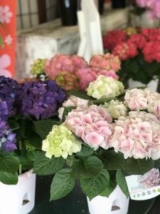 2020 母の日｜「ａｉ　ｆｌｏｗｅｒ」　（鹿児島県薩摩川内市の花キューピット加盟店 花屋）のブログ