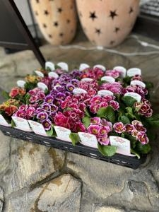 春の花鉢・苗もの入荷しました。｜「ａｉ　ｆｌｏｗｅｒ」　（鹿児島県薩摩川内市の花キューピット加盟店 花屋）のブログ