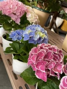 母の日商品入荷しました。｜「ａｉ　ｆｌｏｗｅｒ」　（鹿児島県薩摩川内市の花キューピット加盟店 花屋）のブログ