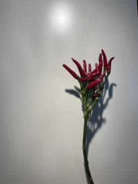 秋の花｜「ａｉ　ｆｌｏｗｅｒ」　（鹿児島県薩摩川内市の花キューピット加盟店 花屋）のブログ