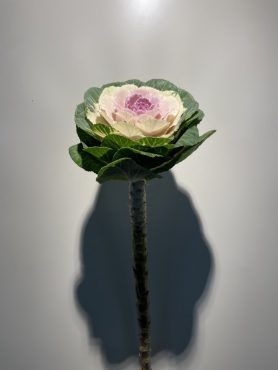 お正月の花、揃いました｜「ａｉ　ｆｌｏｗｅｒ」　（鹿児島県薩摩川内市の花キューピット加盟店 花屋）のブログ