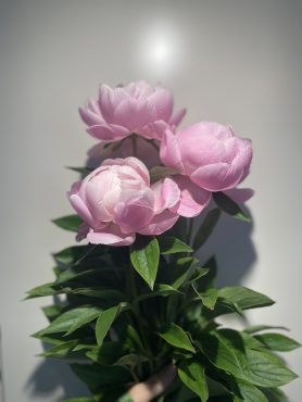 芍薬|「ａｉ　ｆｌｏｗｅｒ」　（鹿児島県薩摩川内市の花屋）のブログ