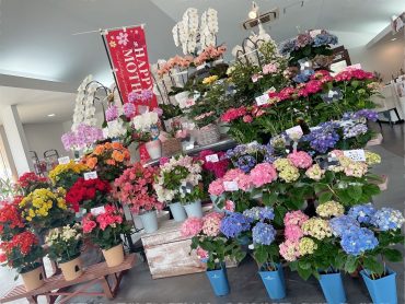 母の日｜「ａｉ　ｆｌｏｗｅｒ」　（鹿児島県薩摩川内市の花キューピット加盟店 花屋）のブログ