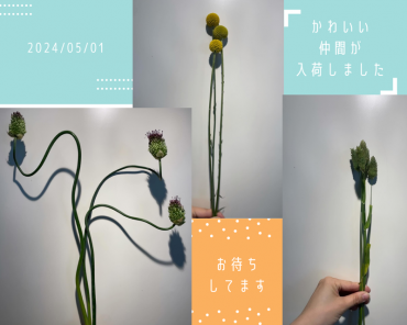 入荷しました。｜「ａｉ　ｆｌｏｗｅｒ」　（鹿児島県薩摩川内市の花キューピット加盟店 花屋）のブログ