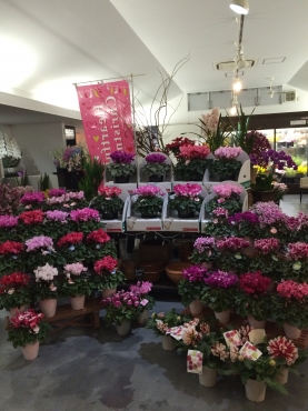 「ａｉ　ｆｌｏｗｅｒ」　（鹿児島県薩摩川内市）の花屋店舗写真4